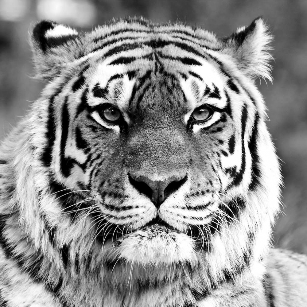 Амурский тигр морда
