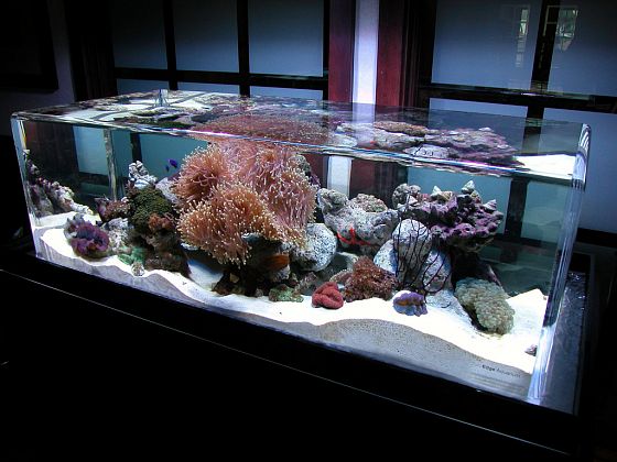 Стеклянный аквариум